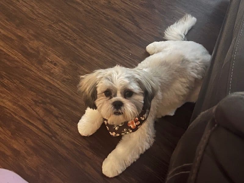 Shih Tzu 3 years 2 months old male medium named Milo for breeding in Lake County, Indiana | Petmeetly