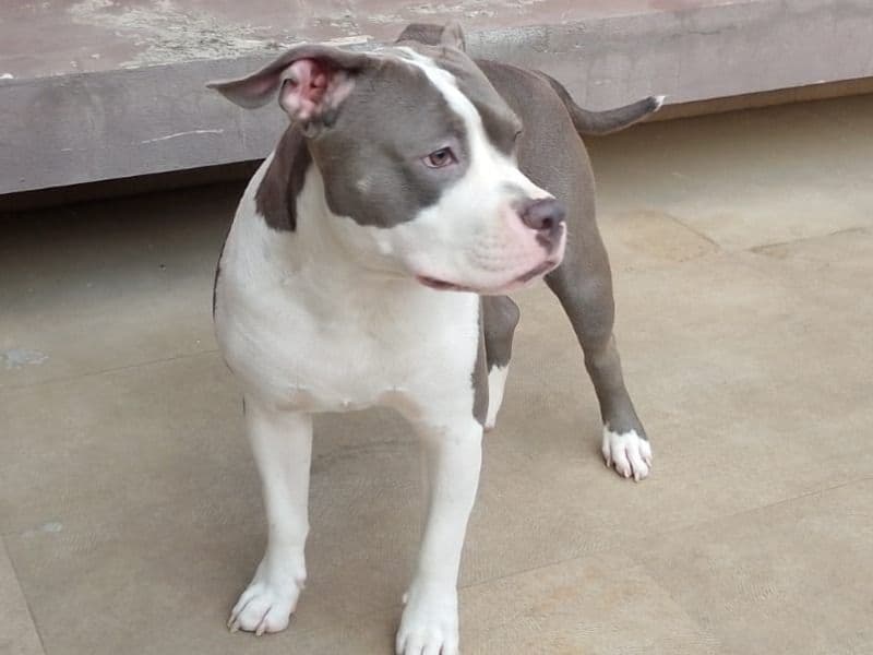 American Bully 2 years old male medium named Karma for breeding in Nashik Division, Maharashtra | Petmeetly