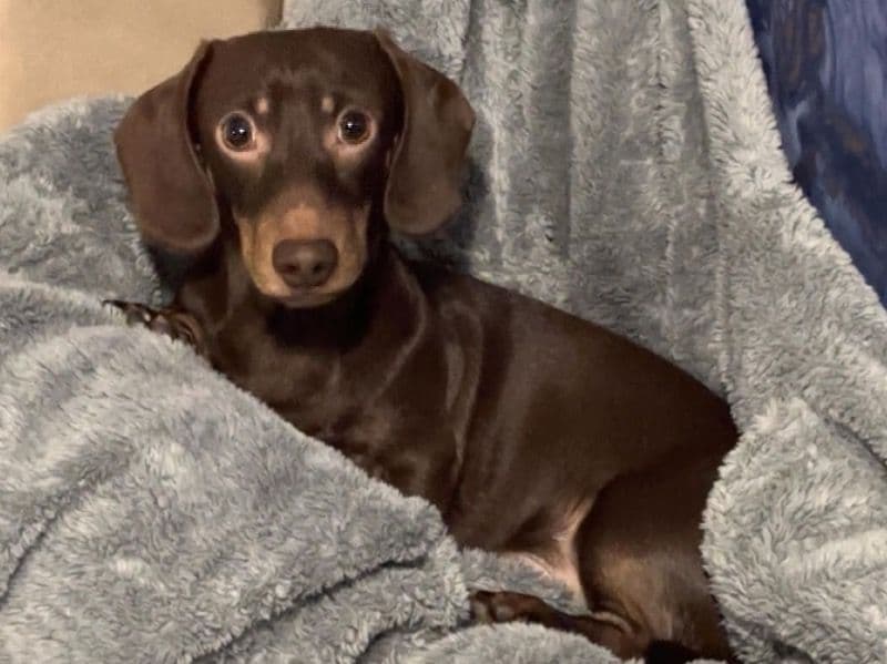 Miniature Dachshund 3 years 6 months old male small named Buddy for breeding in Sheffield, England | Petmeetly