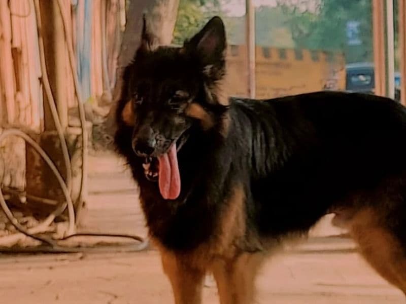 German Shepherd 3 years old male medium named Jordan for breeding in Konkan Division, Maharashtra | Petmeetly