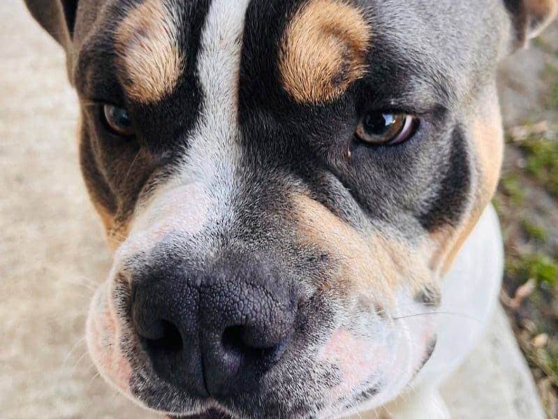 American Staffordshire Terrier 1 year 6 months old male large named Samson for breeding in San Antonio, Texas | Petmeetly