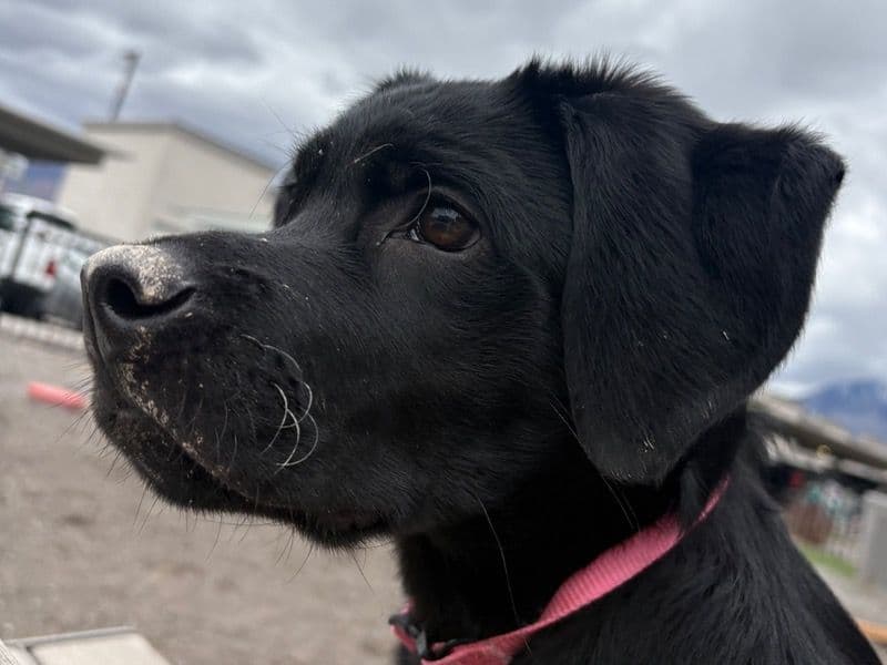 Labrador Retriever 4 months old female large named Rylie for sale in Utah County, Utah | Petmeetly