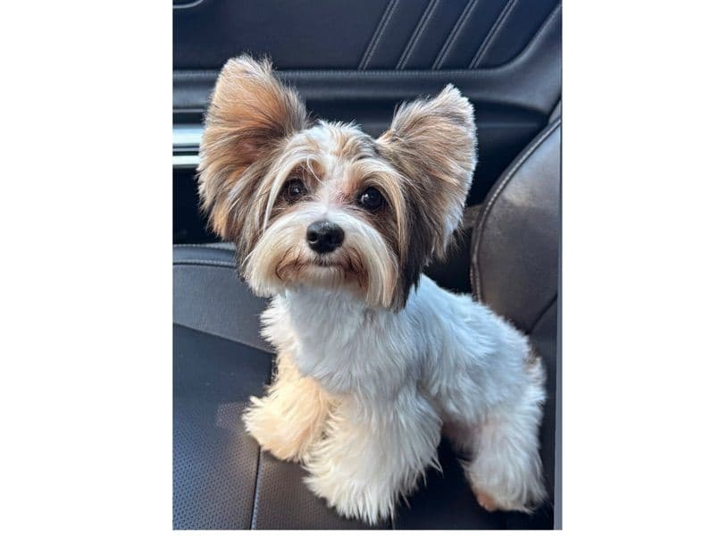Biewer Terrier 1 year 6 months old male small named Khian for breeding in San Bernardino County, California | Petmeetly