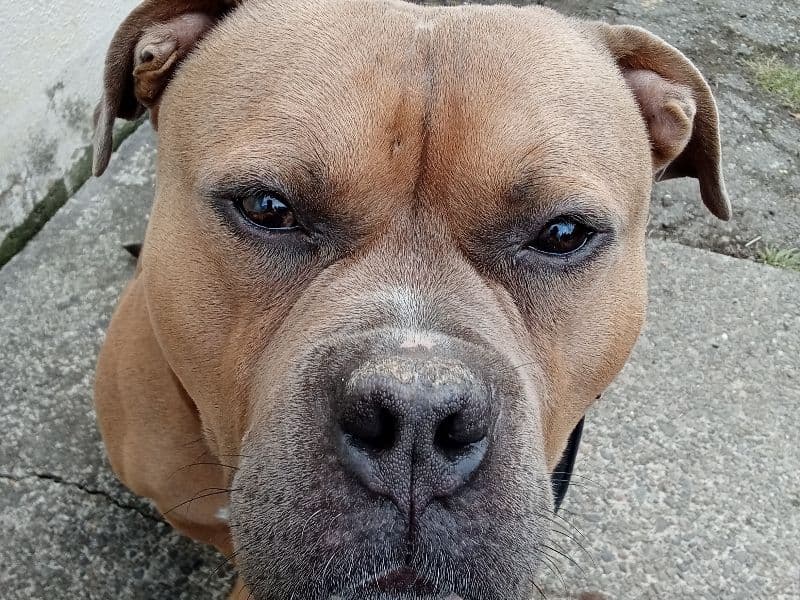 American Bully 2 years 1 month old male large named Boi for breeding in King County, Washington | Petmeetly