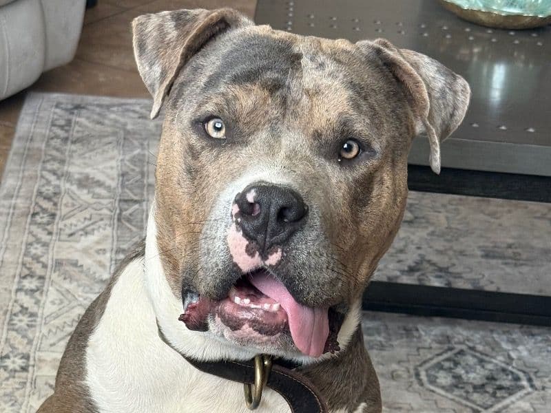 American Bully 1 year 4 months old male extra large named Apollo for breeding in Pima County, Arizona | Petmeetly
