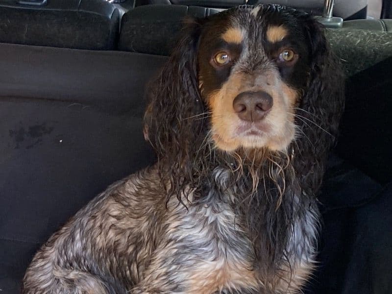 Working Cocker Spaniel 4 years 2 months old male medium named Stanley for breeding in Norfolk, England | Petmeetly