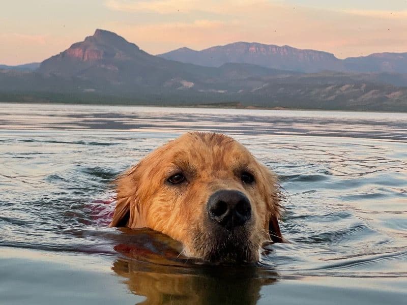 Golden Retriever 5 years 9 months old male medium named Nacho for breeding in Maricopa County, Arizona | Petmeetly