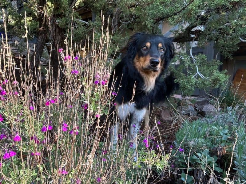 Buthan primary photo