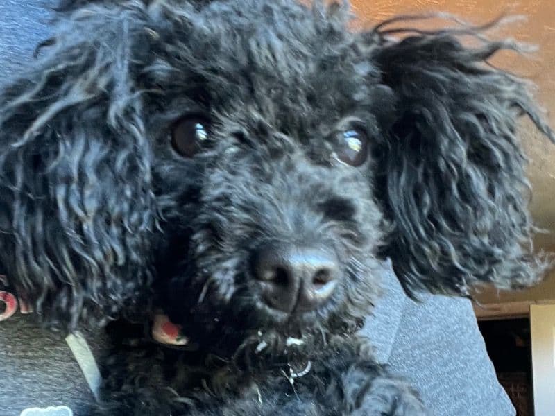 Miniature Poodle 1 year 8 months old female small named Luna for breeding in Franklin County, Ohio | Petmeetly
