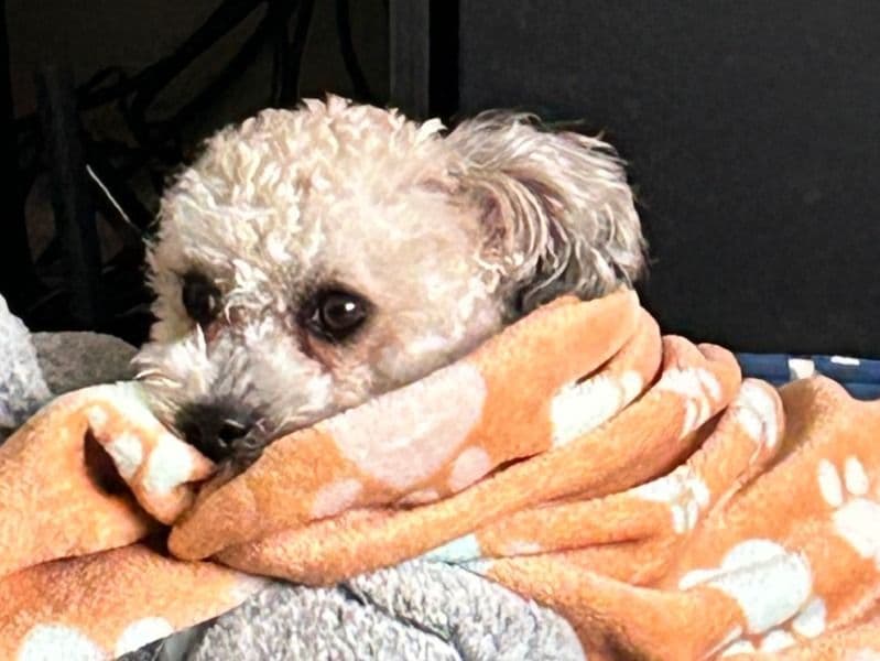 Toy Poodle 1 year 7 months old male small named Chino for breeding in Wake County, North Carolina | Petmeetly