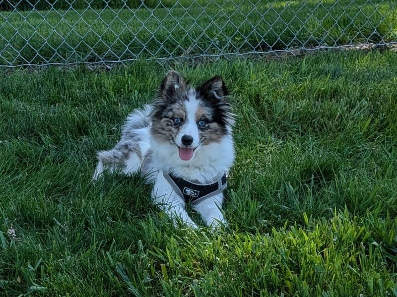 Miniature American Shepherd 11 months old female small named Athena for breeding in Rock County, Minnesota | Petmeetly