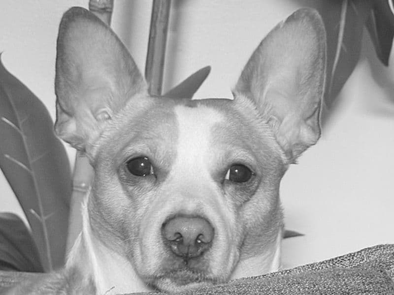 Corgi 7 years 5 months old male medium named Max for breeding in Camden County, New Jersey | Petmeetly