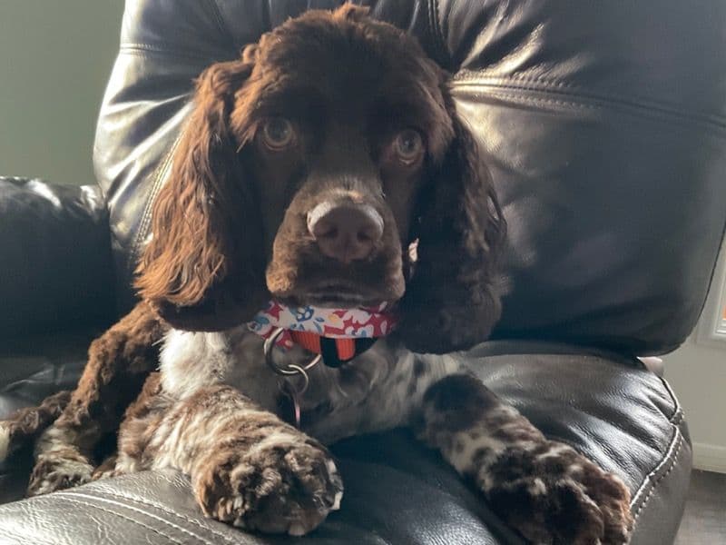 American Cocker Spaniel 1 year 1 month old female medium named Willow for breeding in Heron Bay / Baie-des-Hérons, New Brunswick | Petmeetly