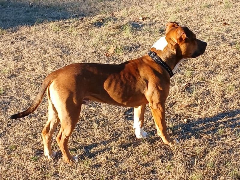 Ba-jee primary photo