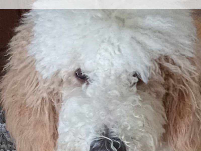 Standard Poodle 3 years 5 months old male large named Frankie for breeding in Franklin County, Ohio | Petmeetly