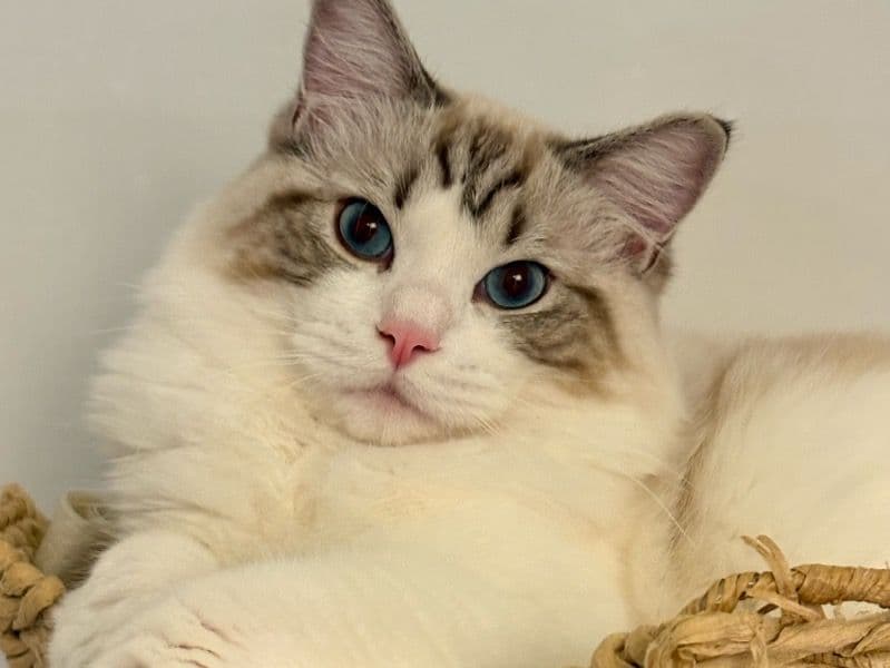 Ragdoll 11 months old male named Tuntun for breeding in Metro Vancouver, British Columbia | Petmeetly