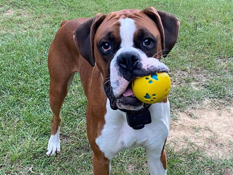 Boxer 1 year 5 months old male medium named River for breeding in Robeson County, North Carolina | Petmeetly