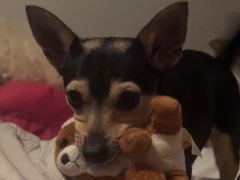 Chihuahua 4 years 8 months old female small named Rosie for breeding in Burlington County, New Jersey | Petmeetly