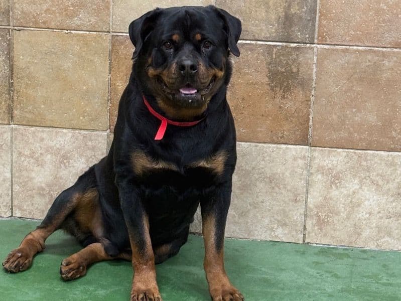 German Rottweiler 3 years 6 months old male large named Kane for breeding in Cobb County, Georgia | Petmeetly
