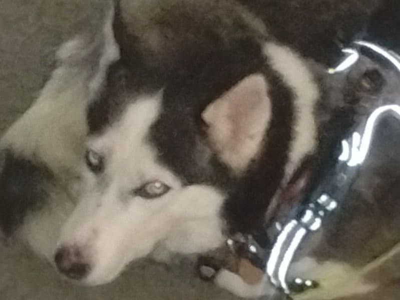 Alaskan Malamute 4 years old female medium named Damona for breeding in Baltimore County, Maryland | Petmeetly