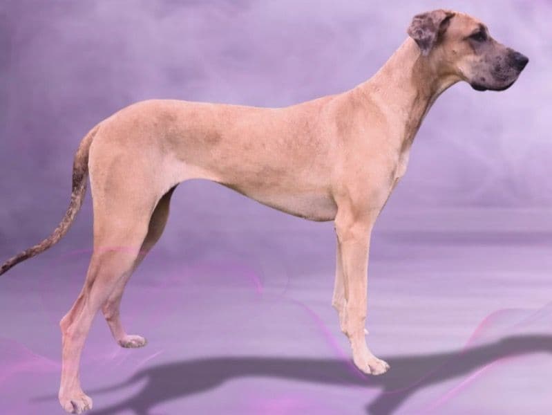 Great Dane 9 months old female extra large named Lady for breeding in Maui County, Hawaii | Petmeetly