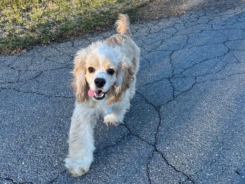 American Cocker Spaniel 1 year 5 months old male medium named Bandit for breeding in Hawkins County, Tennessee | Petmeetly