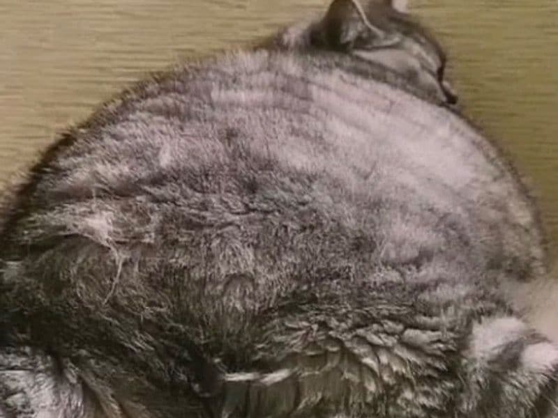 Devon Rex 4 years 6 months old male named John for breeding in Metro Vancouver, British Columbia | Petmeetly