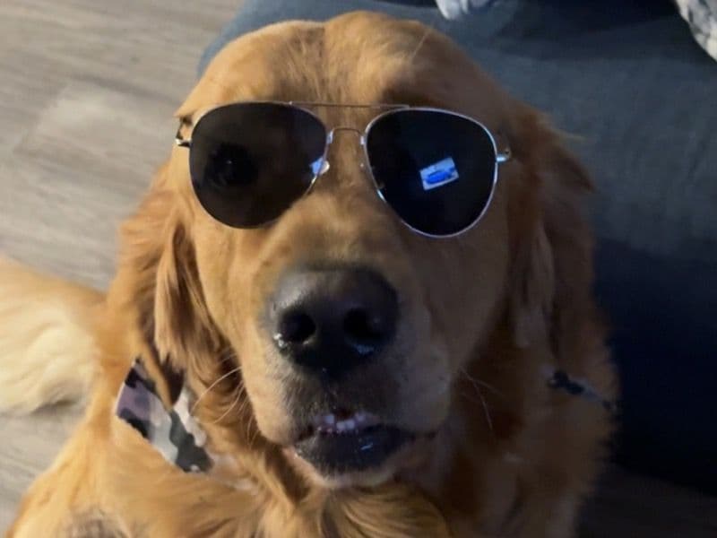 English Golden Retriever 3 years 5 months old male large named George for breeding in Simcoe County, Ontario | Petmeetly