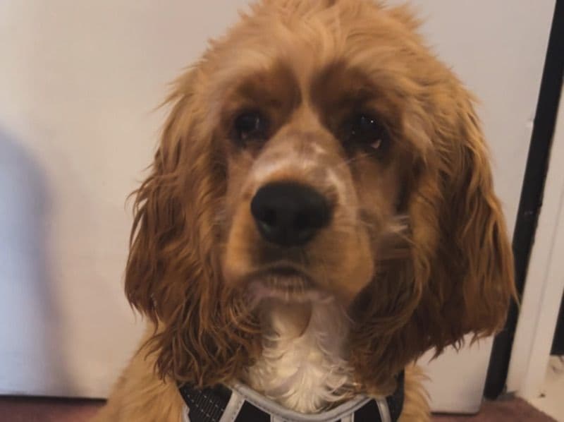 American Cocker Spaniel 6 months old male small named Nitro for breeding in San Bernardino County, California | Petmeetly