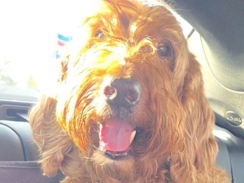 Australian Labrodoodle 10 years old male large named Mac for adoption in Washington County, Oregon | Petmeetly