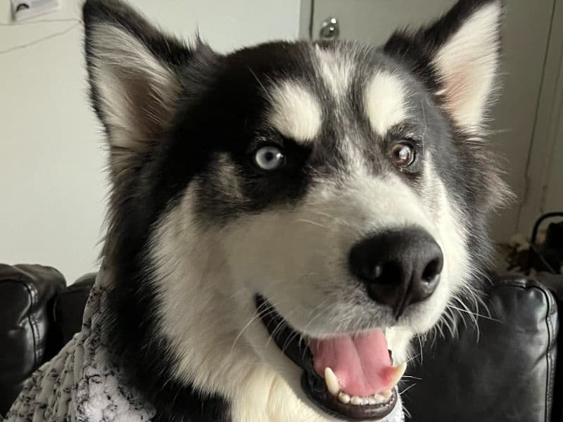 Siberian Husky 3 years 5 months old male large named Malakai for breeding in Philadelphia County, Pennsylvania | Petmeetly