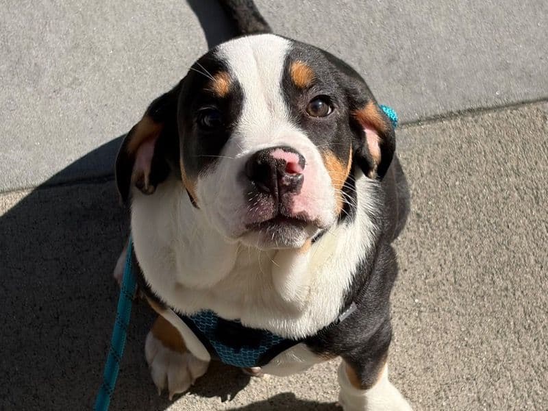 Beabull 4 months old male medium named Pinto for sale in Los Angeles County, California | Petmeetly
