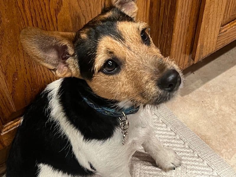 Jack Russell Terrier 1 year 6 months old male small named Mookie for breeding in Ventura County, California | Petmeetly