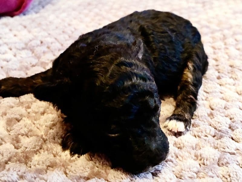 Toy Poodle 1 month old female small named Iras for sale in Hudson County, New Jersey | Petmeetly