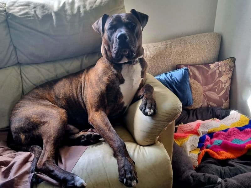 Bull Arab 2 years 5 months old male large named Mac for breeding in Darebin City, Victoria | Petmeetly