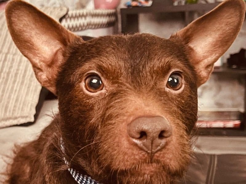 Patterdale Terrier 4 years 3 months old male small named Boomer for breeding in Greater Manchester, England | Petmeetly