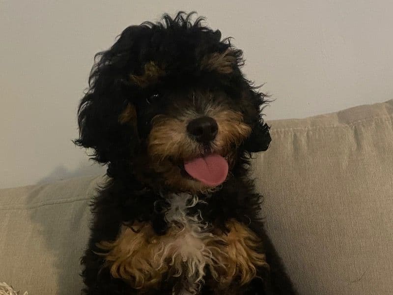 Cavapoo (Cavadoodle) 1 year 6 months old male medium named Leo for breeding in Philadelphia County, Pennsylvania | Petmeetly