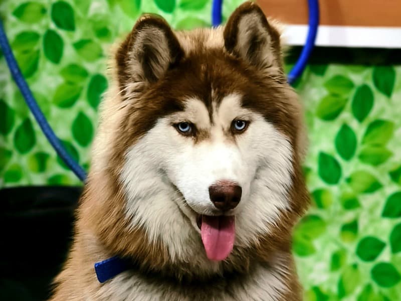 Siberian Husky 1 year 5 months old male large named Orius for breeding in Aurangabad Division, Maharashtra | Petmeetly