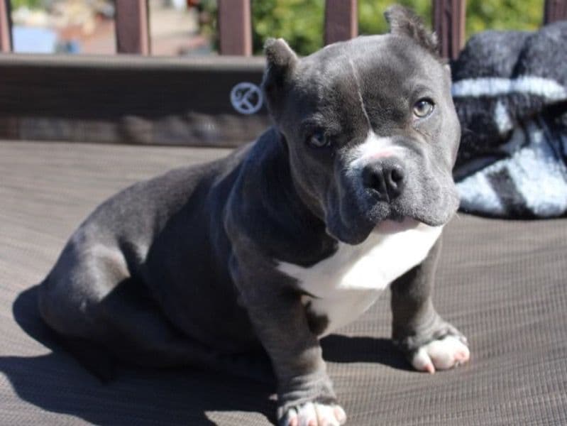 Pocket Bully 2 years 3 months old male small named Benito for breeding in Alameda County, California | Petmeetly