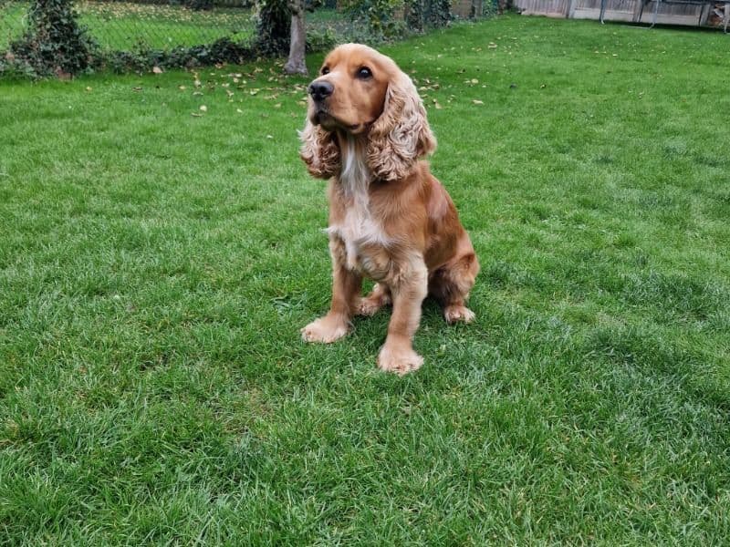English Cocker Spaniel 2 years 4 months old male medium named Archie for breeding in Herefordshire, England | Petmeetly