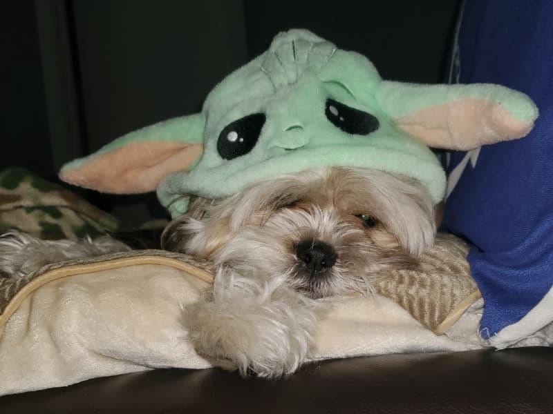 Maltese Shih Tzu 5 years old male small named Togo for breeding in Knox County, Tennessee | Petmeetly