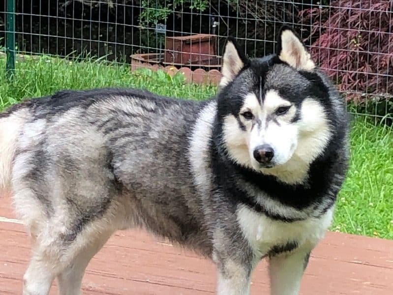 Riley - Husky success story