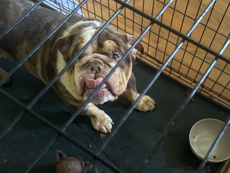 American PitBull Terrier 6 years 6 months old male medium named Nino for breeding in Pittsylvania County, Virginia | Petmeetly