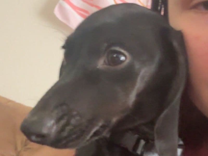 Miniature Dachshund 6 months old male small named Duncan for breeding in Lee County, Iowa | Petmeetly
