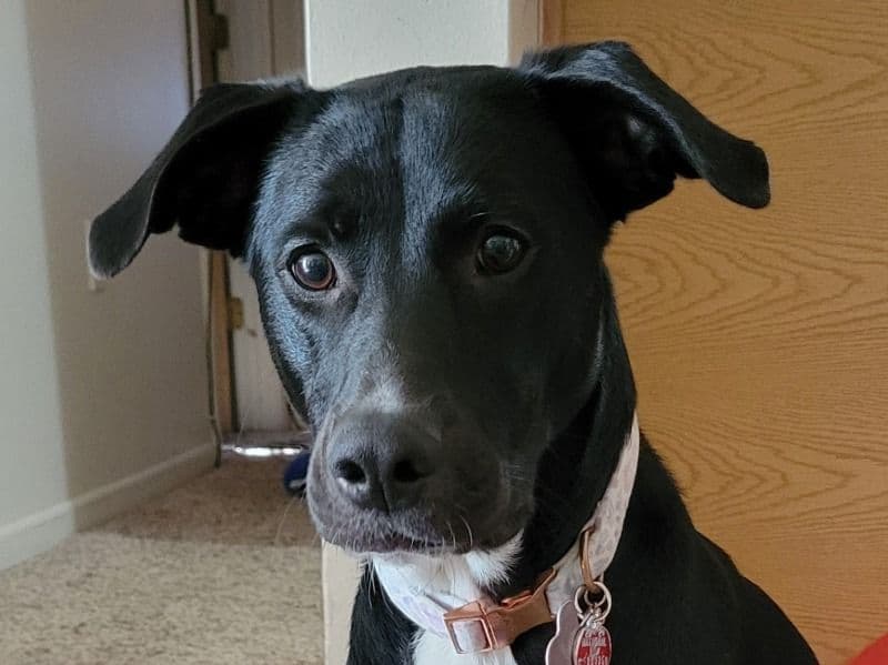 Labrador Retriever 1 year 6 months old female medium named Khloe for sale in Hamilton County, Indiana | Petmeetly