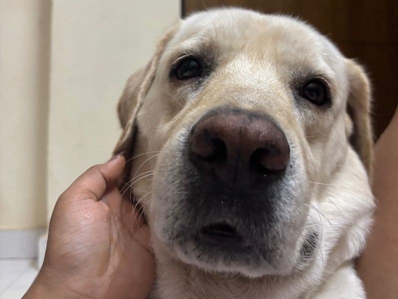 English Labrador Retriever 3 years 11 months old male large named Bruno for breeding in Meerut Division, Uttar Pradesh | Petmeetly