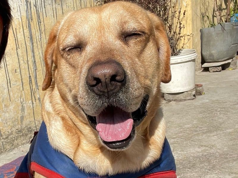 Labrador Retriever 4 years 3 months old male large named Jarvis for breeding in Delhi Division, Delhi | Petmeetly