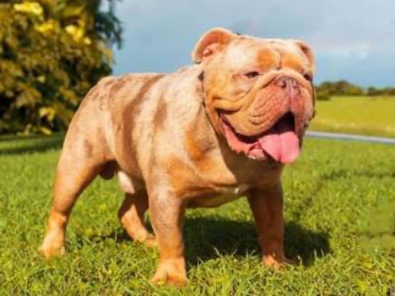 Old English Bulldog 1 year 11 months old male medium named Legendary for breeding in Jackson County, Missouri | Petmeetly