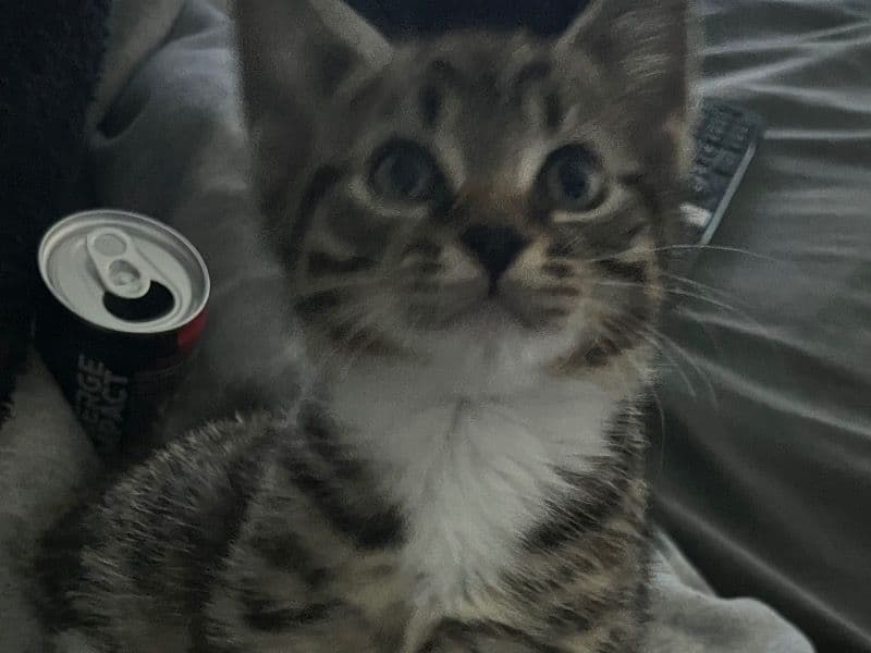 Tabby 8 years 2 months old male named Tiger for breeding in Lincolnshire, England | Petmeetly