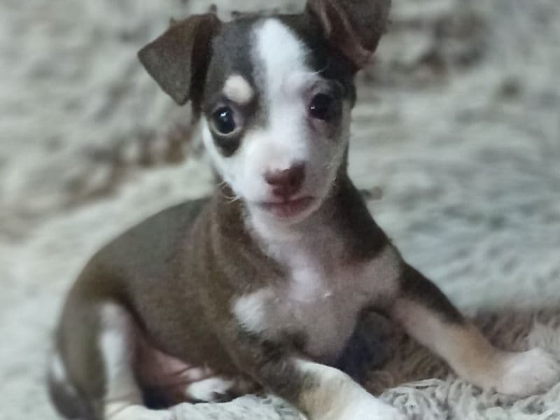 Brownie - Chihuahua | Petmeetly
